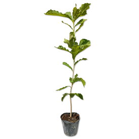 ナラガシワ 0.3m 10.5cmポット 苗