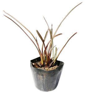 �j���[�T�C���� �T���_�E�i�[ 12cm�|�b�g �c