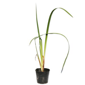 mniVEu 10.5cm|bg c