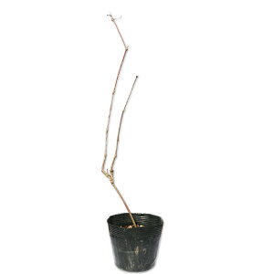 muhE 10.5cm|bg c