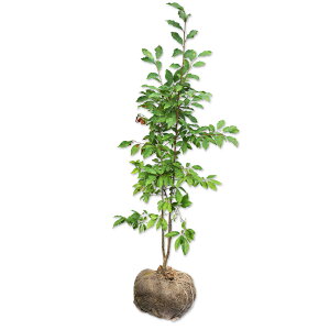 ネジキ 1.2m 露地 苗