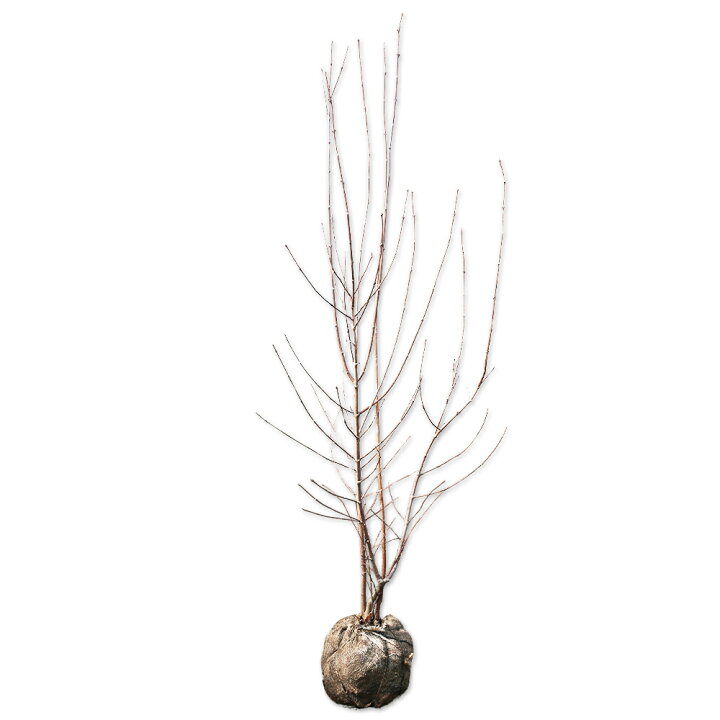 楽天市場】ニオイロウバイ 1.5m 露地 苗木 : トオヤマグリーン