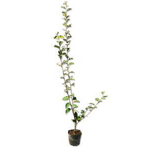 icO~ 0.8m 10.5cm|bg 10{ c