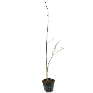 vybg 0.5m 10.5cm|bg c