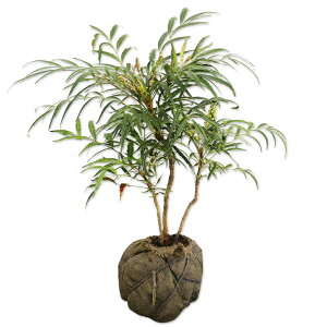 qCMie }zjARt[T 0.3m In c