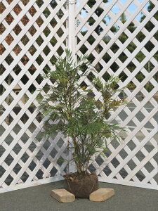 qCMie }zjARt[T 0.8m In c