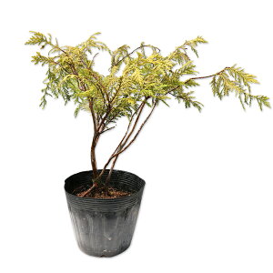 tBtFI[A 15cm|bg 10{ c