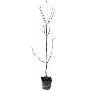 ni~YL  0.5m 10.5cm|bg c