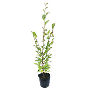 qV 0.5m 10.5cm|bg c