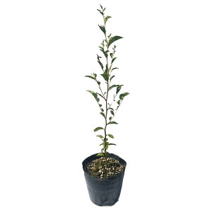 qV 0.5m 15cm|bg 10{ c