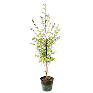 qV 0.8m 15cm|bg c