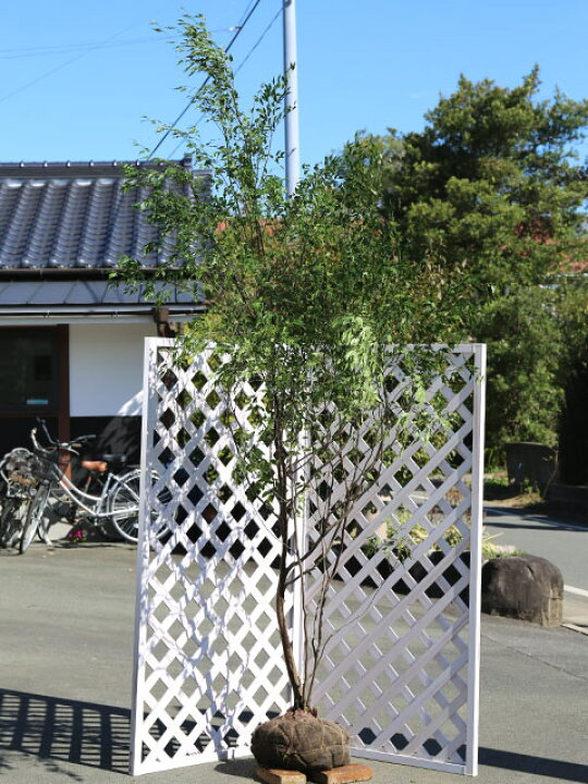 楽天市場】ハイノキ 株立ち 2.5m 露地 2本 苗木 : トオヤマグリーン