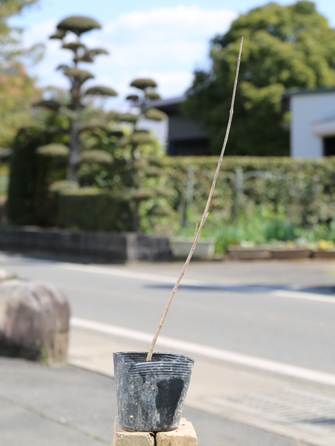 楽天市場】ハマゴウ 0.3m 10.5cmポット 苗 : トオヤマグリーン