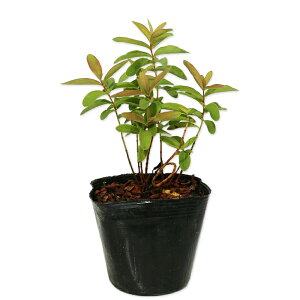 qyJ JVi 10.5cm|bg c