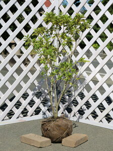 qhccW (ԐFws) 0.8m In c