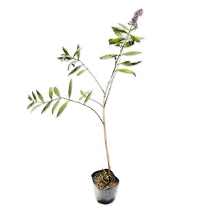 ubhA 9.0cm|bg 10{ c