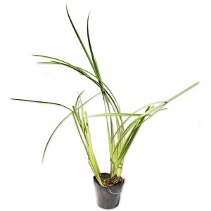 niVEu (ԐFws) 10.5cm|bg 15{ c