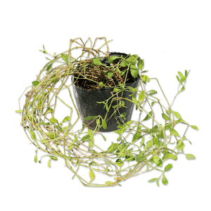 qC_\E 9.0cm|bg 30{ c