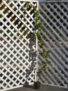 wf JiGVX 2m 15cm|bg 2{ c