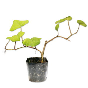 wf RVJ 9.0cm|bg 20{ c