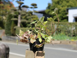 wf S[h`Ch 9.0cm|bg 15{ c