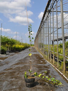 wf wbNX 1m13.5cm|bg 3{ c