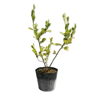 u[x[ (iws) 0.4m 15cm|bg 10{ c