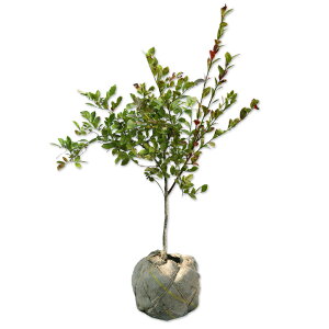 u[x[ (iws) 0.6m In c