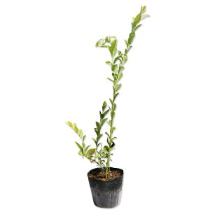 u[x[ (iws) 0.6m 15cm|bg 10{ c