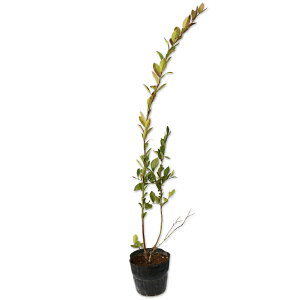 u[x[ (iws) 0.8m 15cm|bg c