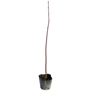 nE`JGf 0.3m9.0cm|bg c