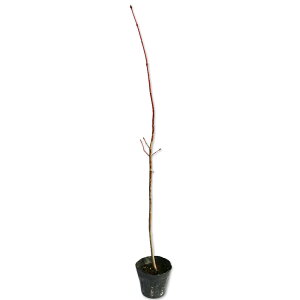 nE`JGf 0.5m9.0cm|bg 10{ c