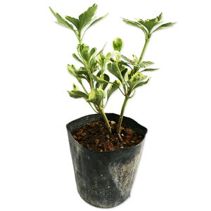 tbL\E  10.5cm|bg 40{ c