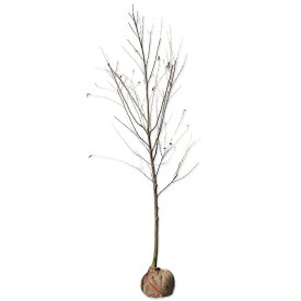 カワラハンノキ 2.5m 露地 苗木