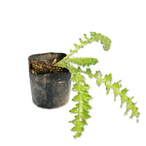 n}AU~ 10.5cm|bg 10{ c