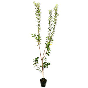 tFCWA 1.5m 15cm|bg 3{×2 c