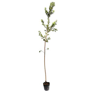 tFCWA 1.7m 15cm|bg 3{ c