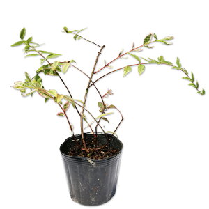 qyJ gJ[ 10.5cm|bg 10{ c