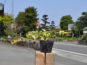 wf CgtBK[ 9.0cm|bg c