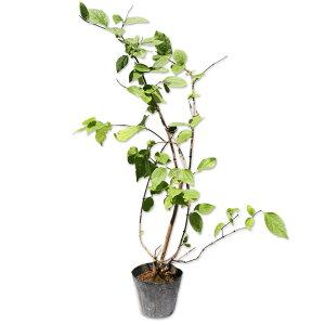 oCJEcM 0.5m 12cm|bg 5{ c