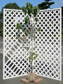 ハナミズキ 白花 単木 1.5m 露地 苗木