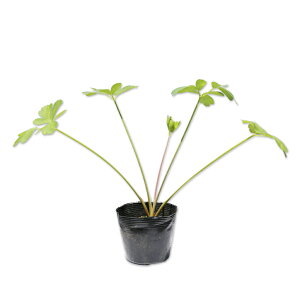 {^{EtE 10.5cm|bg 10{ c