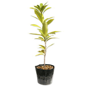 �}�e�o�V�C 0.4m 15cm�|�b�g 10�{ �c