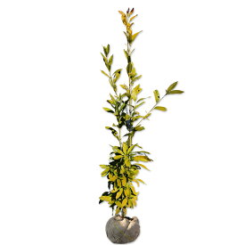 マテバシイ 1.2m 露地 苗