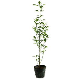 IES}TL 0.8m 15cm|bg c