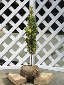 iJtL}TL 0.6m In 5{ c