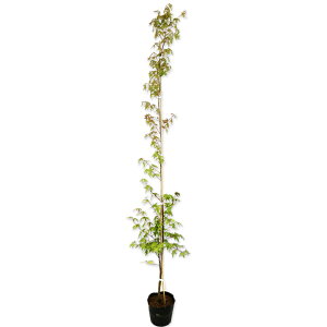 Cn~W 1.5m 15cm|bg 10{×2 c