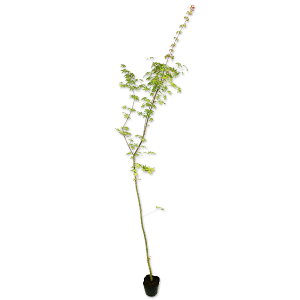 Cn~W 1.4m 10.5cm|bg 20{ c