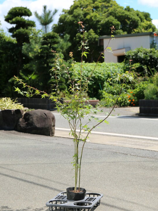 楽天市場】イロハモミジ 株立ち 1m 15cmポット 5本 苗 : トオヤマグリーン