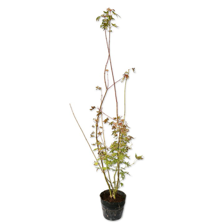 楽天市場】イロハモミジ 株立ち 1m 15cmポット 5本 苗 : トオヤマグリーン